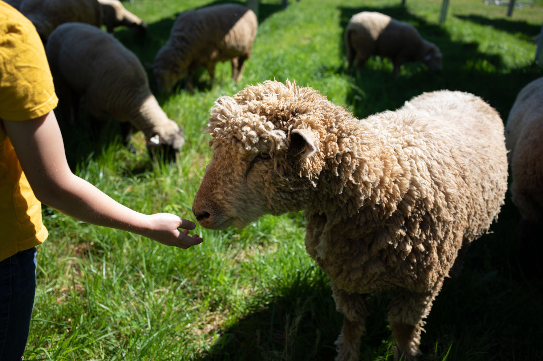 Sheep Farm_04.jpg